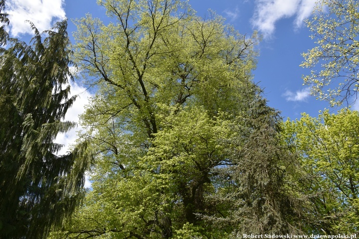 Arboretum Bolestraszyce