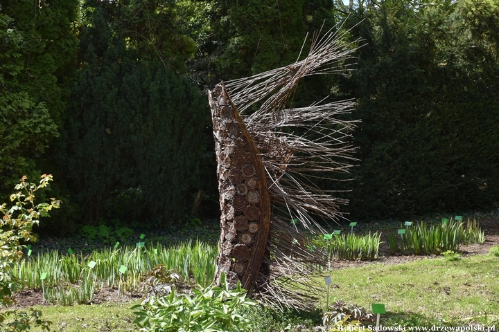 Arboretum Bolestraszyce