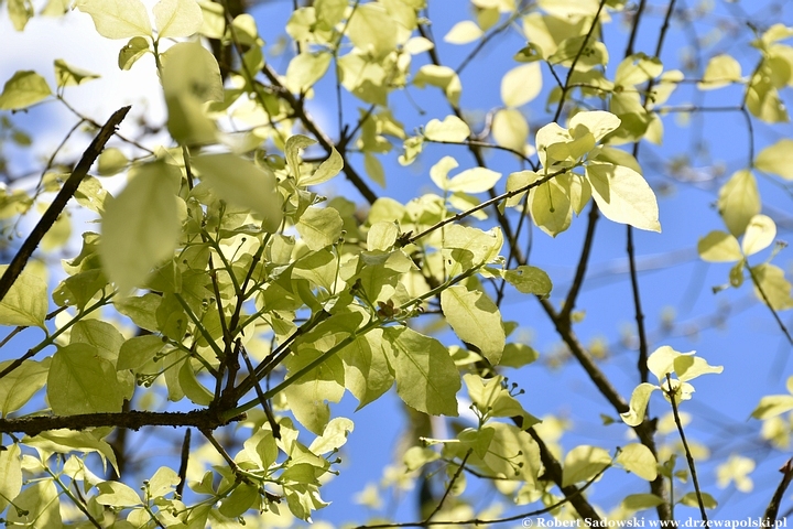 Arboretum Bolestraszyce