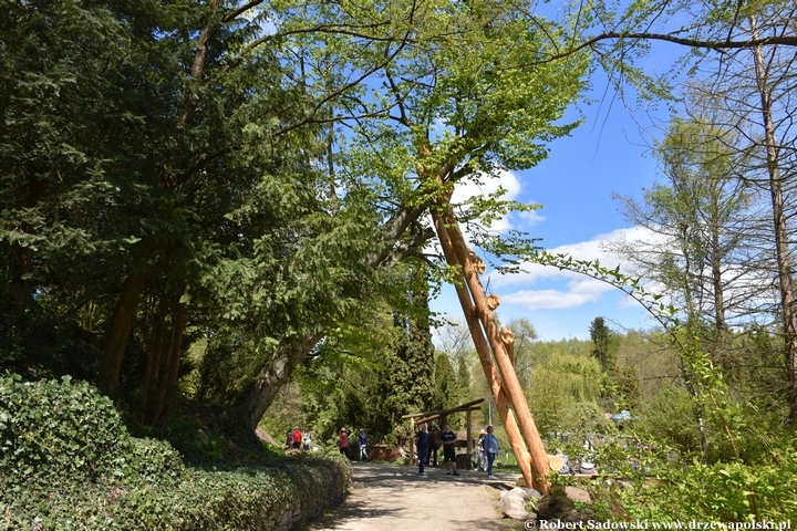 Arboretum Bolestraszyce