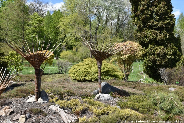 Arboretum Bolestraszyce