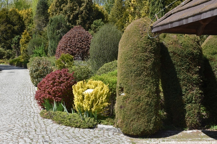 Arboretum Bolestraszyce