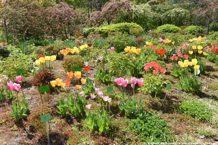 Arboretum Bolestraszyce