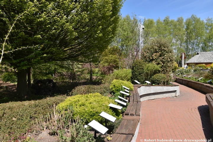 Arboretum Bolestraszyce