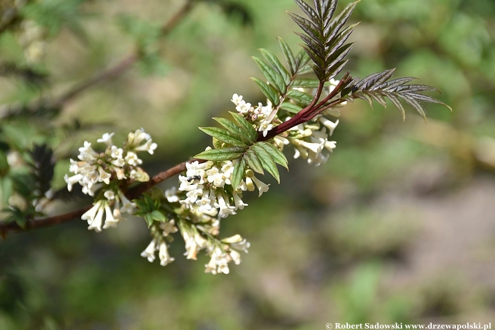 Arboretum Bolestraszyce
