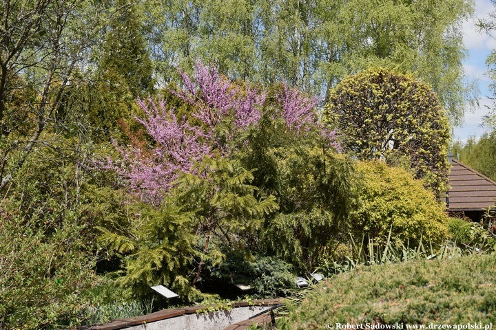 Arboretum Bolestraszyce