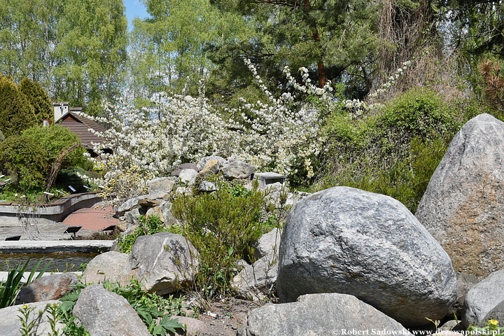 Arboretum Bolestraszyce