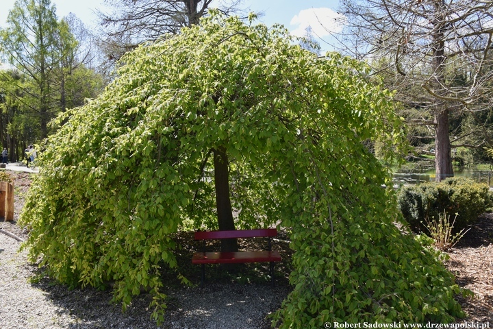 Arboretum Bolestraszyce