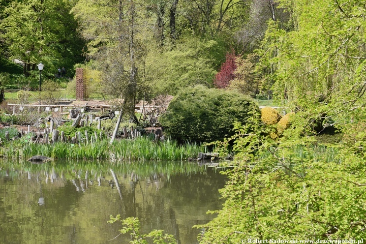 Arboretum Bolestraszyce