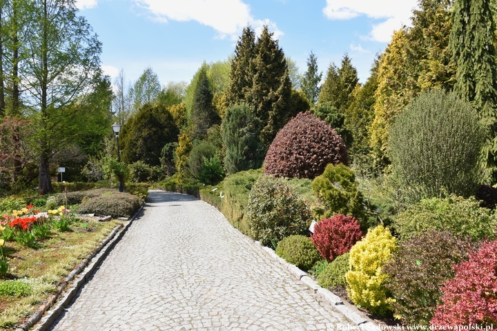Arboretum Bolestraszyce