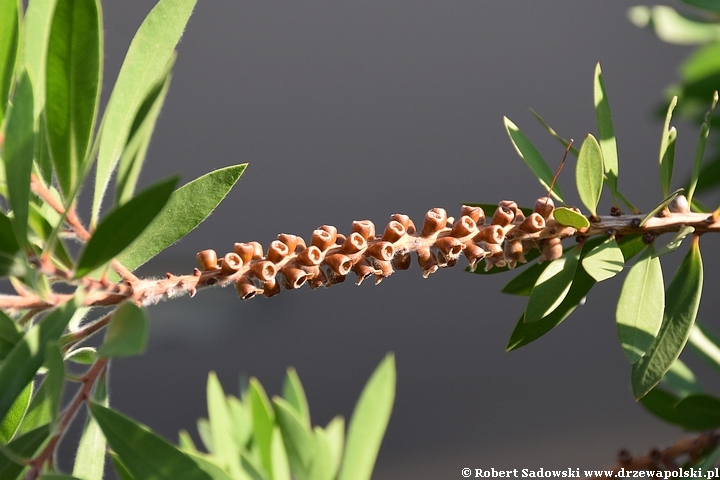 Kuflik cytrynowy