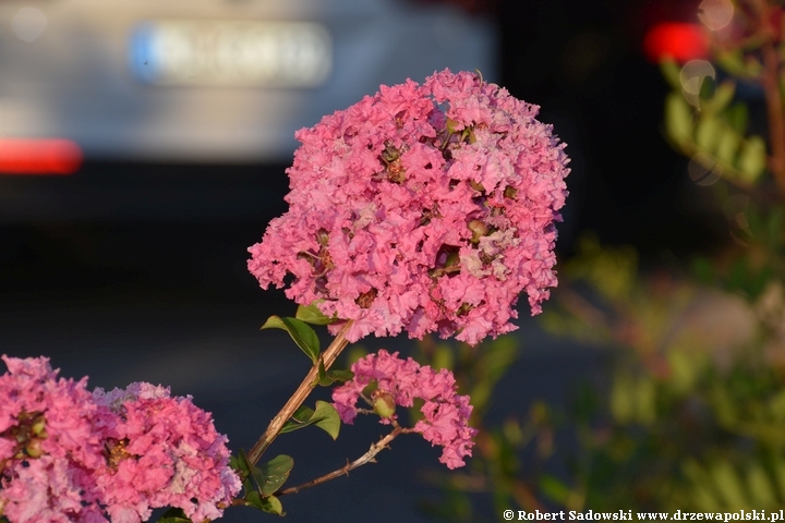 Lagerstremia