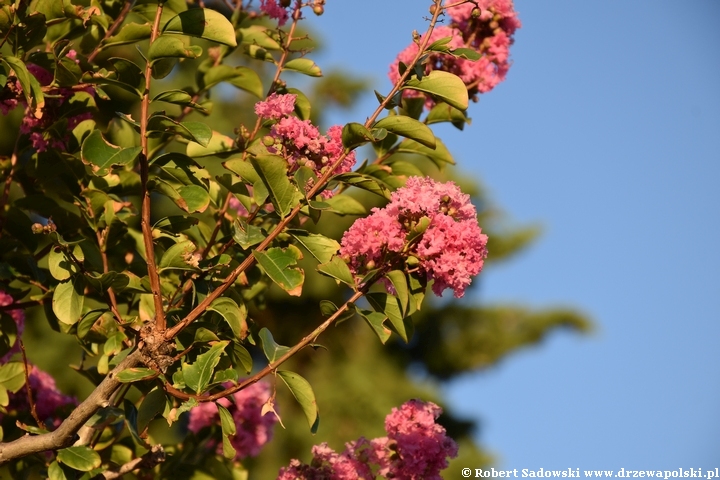 Lagerstremia