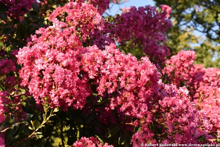 Lagerstremia