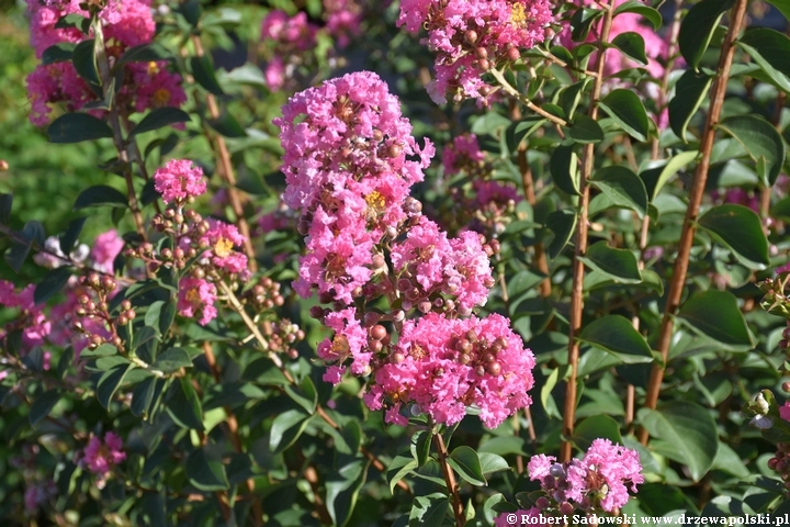 Lagerstremia