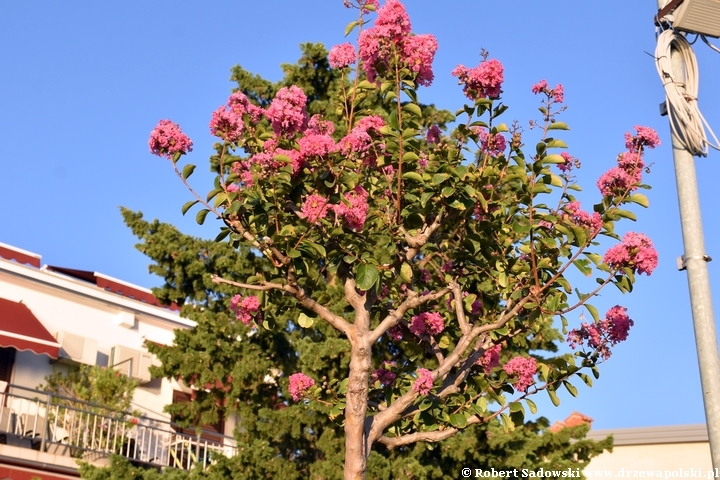 Lagerstremia