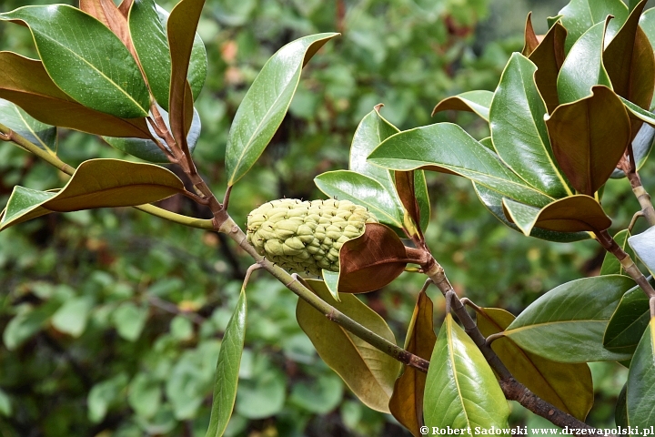 Magnolia wielkokwiatowa