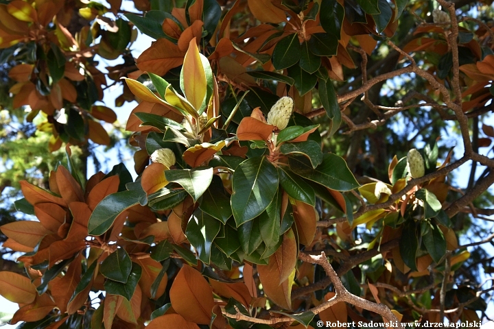 Magnolia wielkokwiatowa