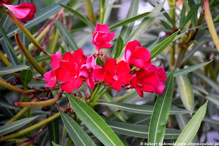 Oleander