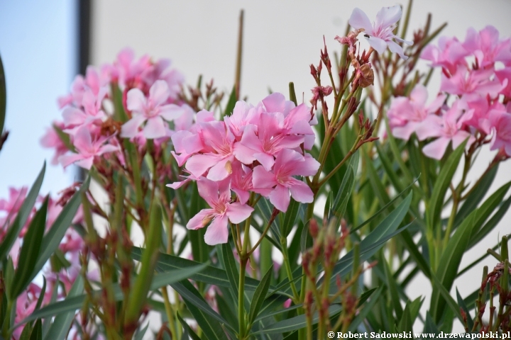 Oleander