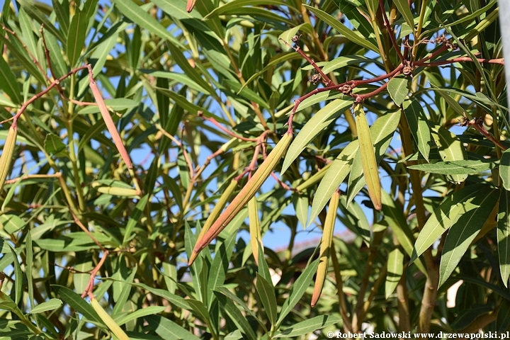 Oleander