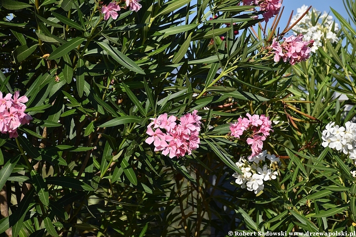 Oleander