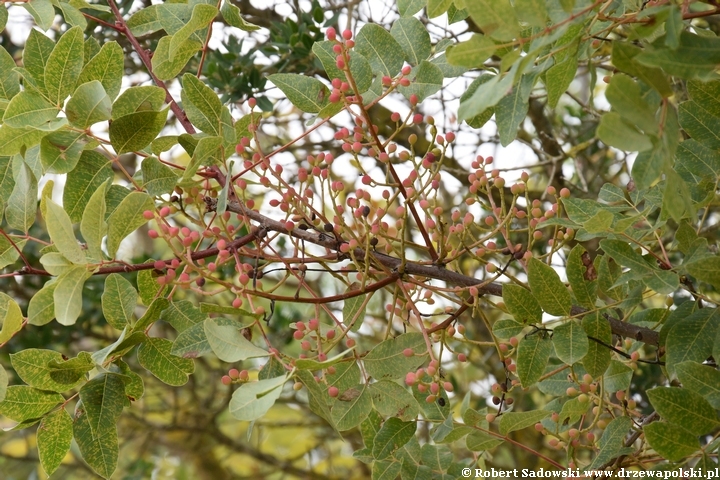 Pistacja terpentynowa