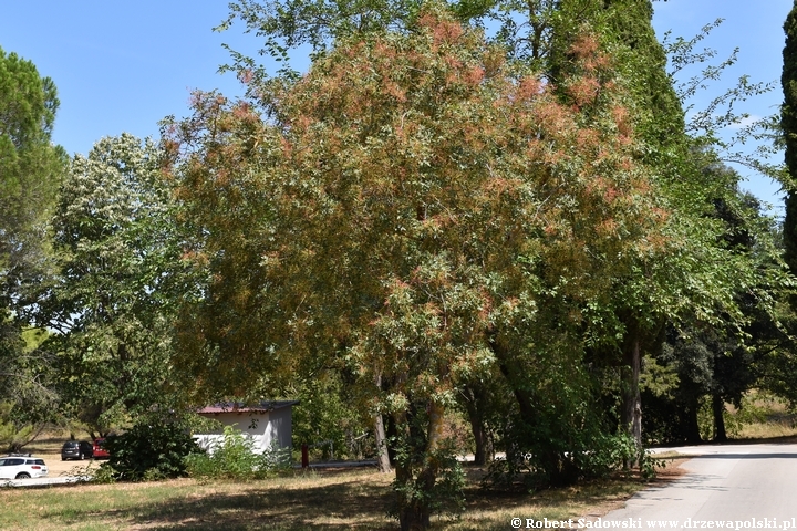 Pistacja terpentynowa