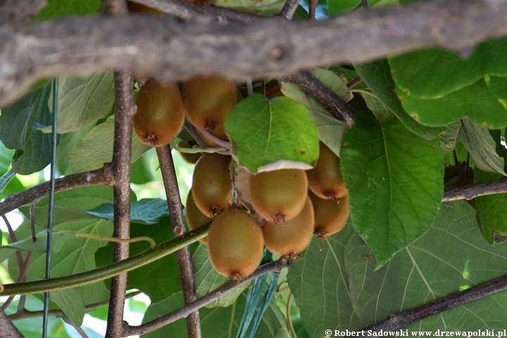 Kiwi, aktinidia smakowita