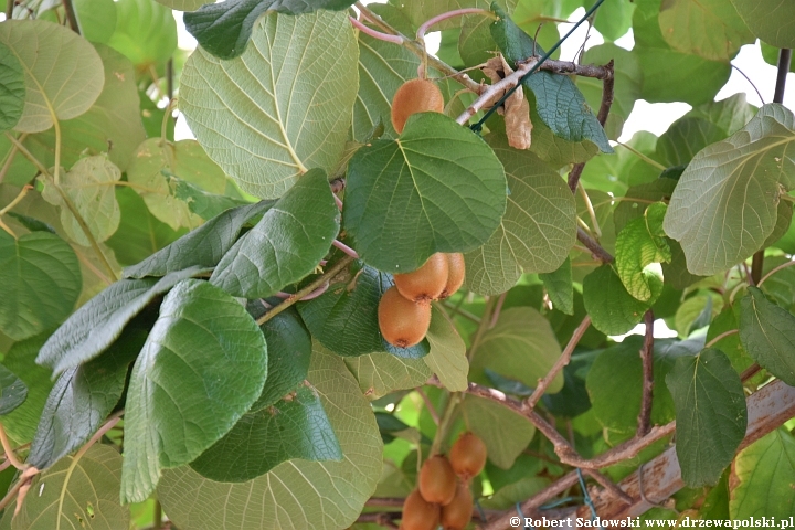 Kiwi, aktinidia smakowita