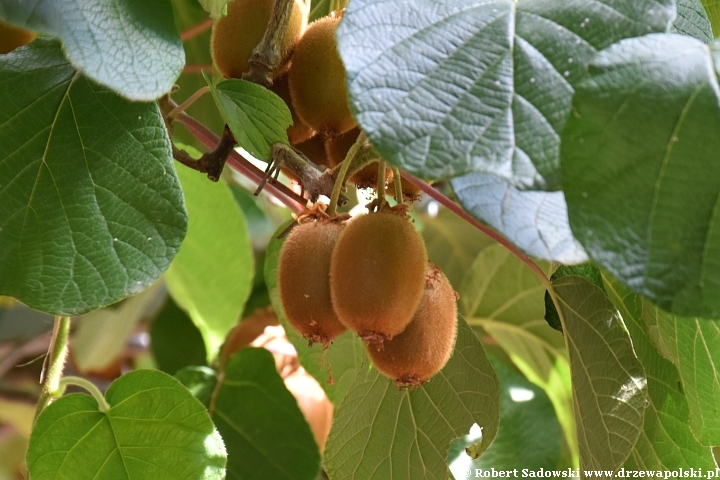 Kiwi, aktinidia smakowita