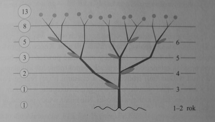 Roślina - rozwój zgodny z ciągiem Fibonacciego