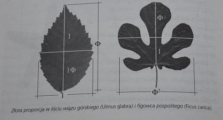 Złota proporcja