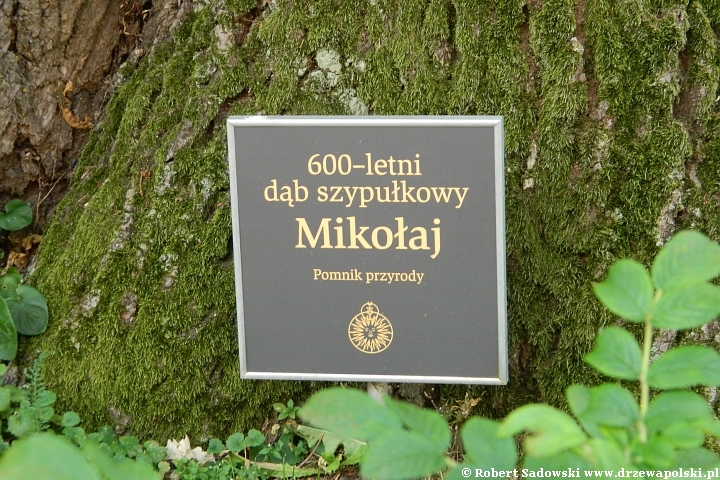 Najstarsze drzewa w Polsce - dąb Mikołaj z Fromborka