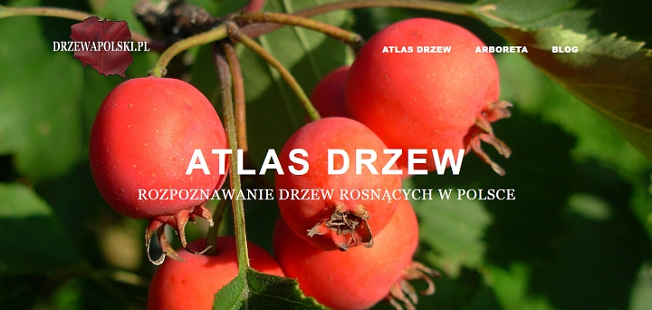 Atlas Drzew