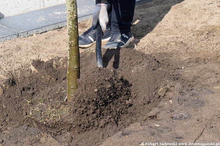 Jak sadzić duże drzewa