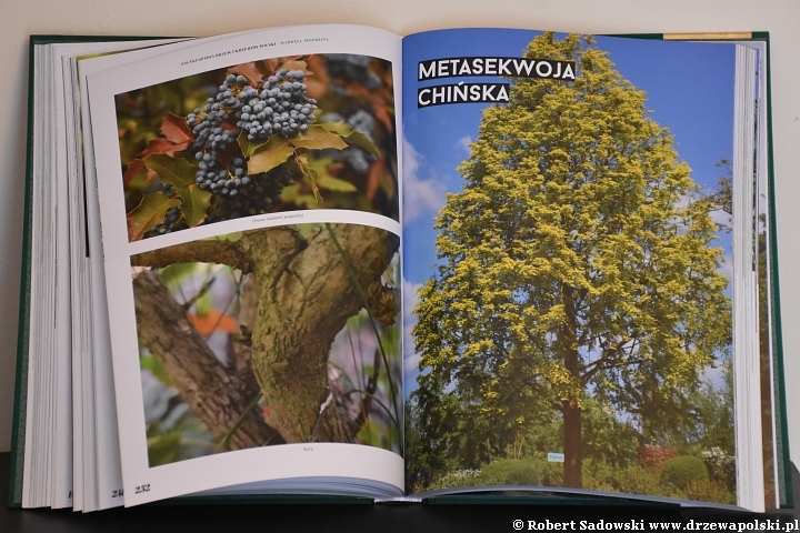 Encyklopedia drzew i krzewów Polski