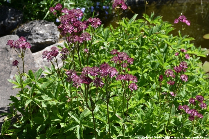 Ogród Botaniczny w Gołubiu Ogród Botaniczny w Gołubiu