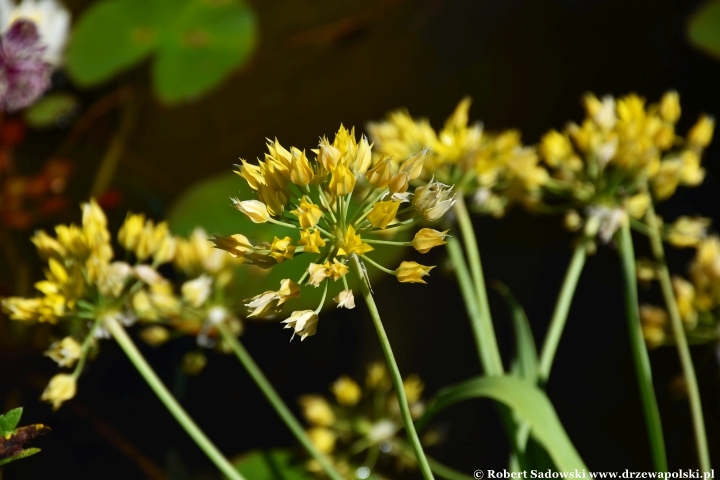 Ogród Botaniczny w Gołubiu Ogród Botaniczny w Gołubiu