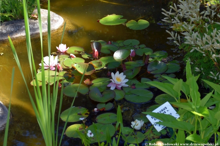 Ogród Botaniczny w Gołubiu Ogród Botaniczny w Gołubiu