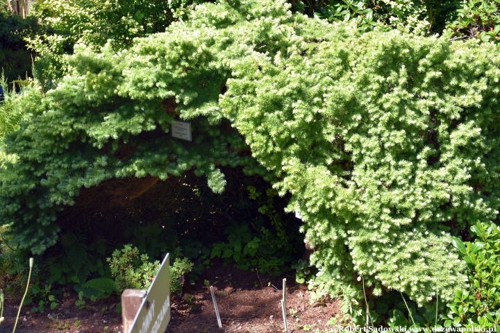 Ogród Botaniczny w Gołubiu Ogród Botaniczny w Gołubiu