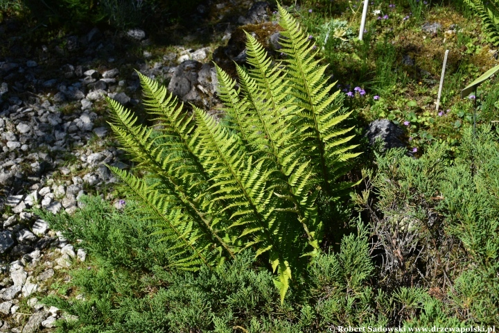Ogród Botaniczny w Gołubiu Ogród Botaniczny w Gołubiu