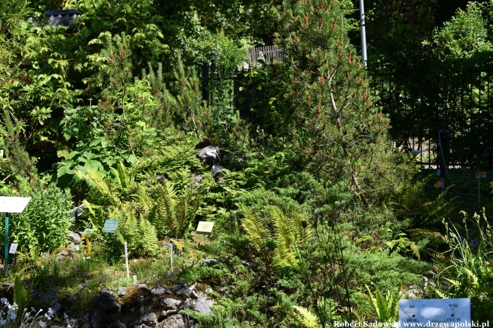 Ogród Botaniczny w Gołubiu Ogród Botaniczny w Gołubiu