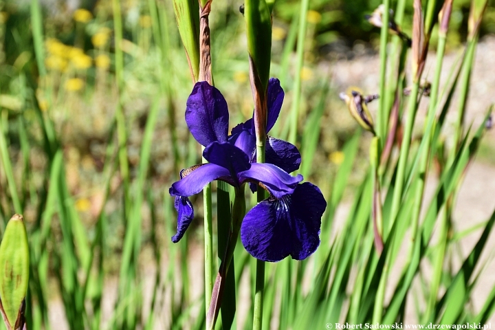 Ogród Botaniczny w Gołubiu Ogród Botaniczny w Gołubiu