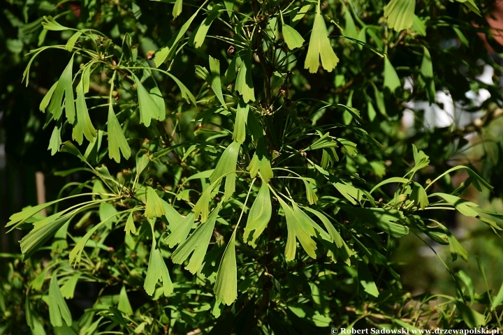 Ogród Botaniczny w Gołubiu Ogród Botaniczny w Gołubiu