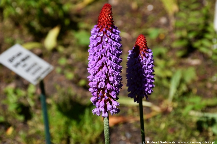 Ogród Botaniczny w Gołubiu Ogród Botaniczny w Gołubiu