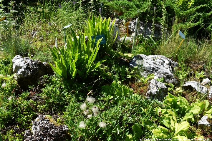 Ogród Botaniczny w Gołubiu Ogród Botaniczny w Gołubiu