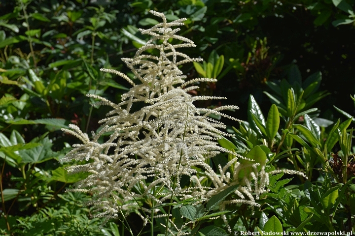Ogród Botaniczny w Gołubiu Ogród Botaniczny w Gołubiu