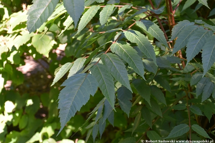 Ogród Botaniczny w Gołubiu Ogród Botaniczny w Gołubiu