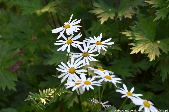 Ogród Botaniczny w Gołubiu Ogród Botaniczny w Gołubiu